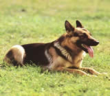 Adestramento de cães em Vitória da Conquista