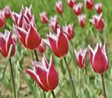 Floricultura em Vitória da Conquista